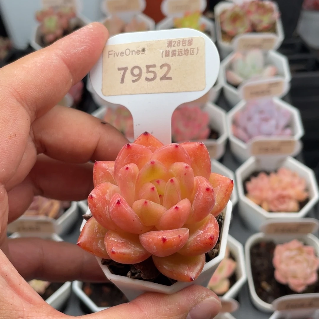 橙爪7952-5.5厘米