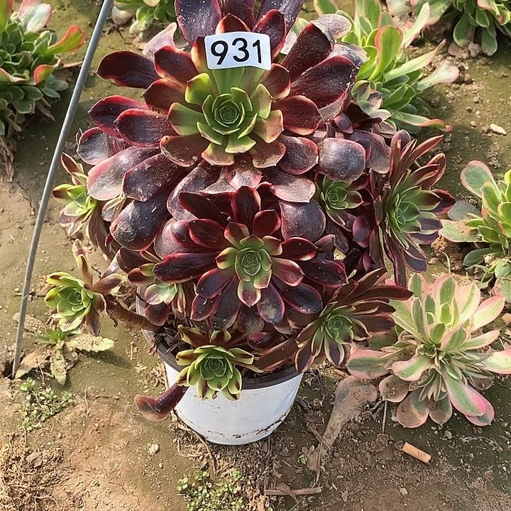 多肉植物法师931欧嘉莉