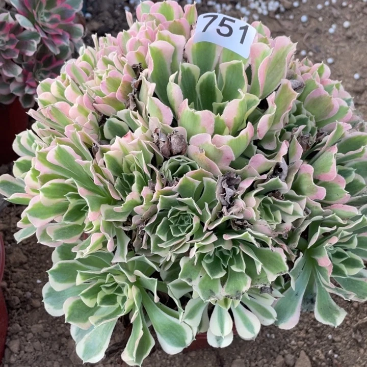 无花朵751对肉植物白凤