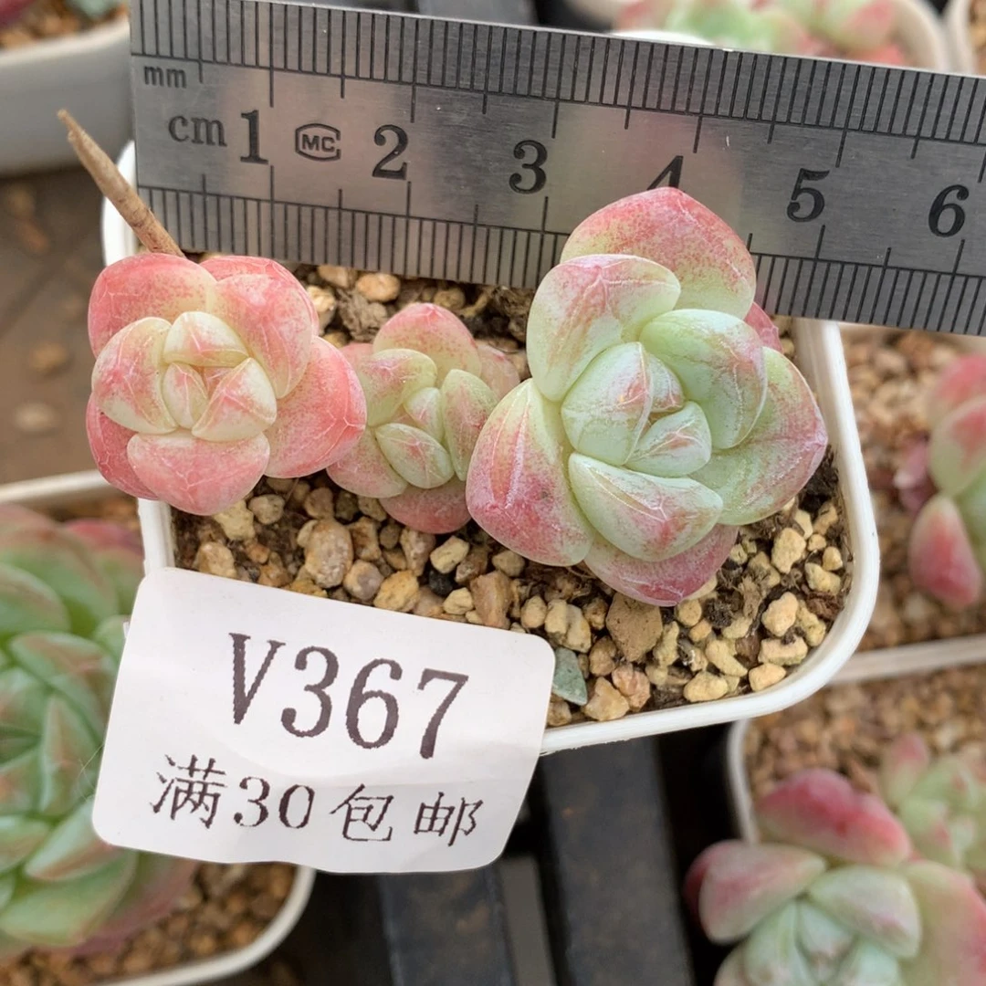 367。小脸糖心冰玉三头。