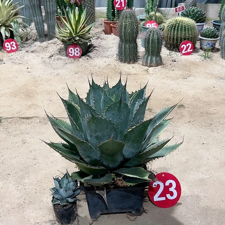 【闪购商品】大*翔虚空➕赖光龙舌兰
