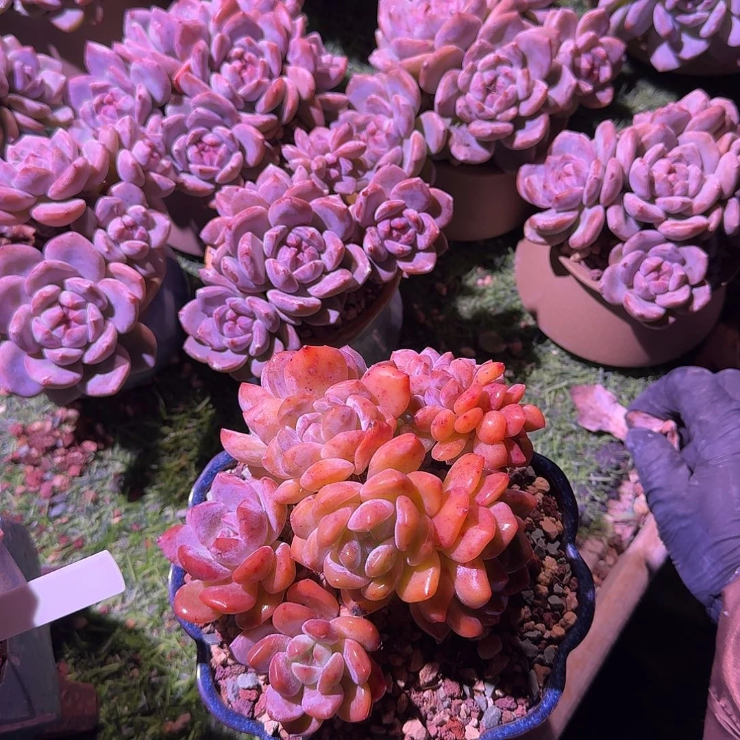 酒***乐橙梦露群生一颗带盆