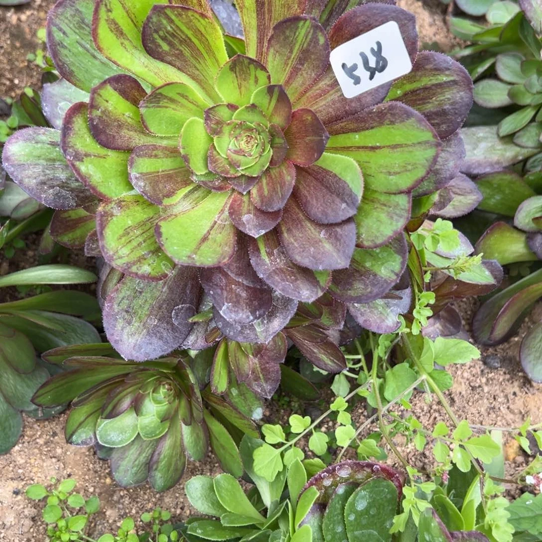 538花月夜多肉系多肉