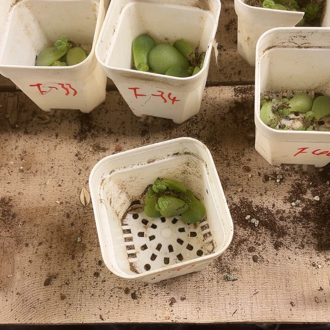 F43 中苗穴一个满25包邮