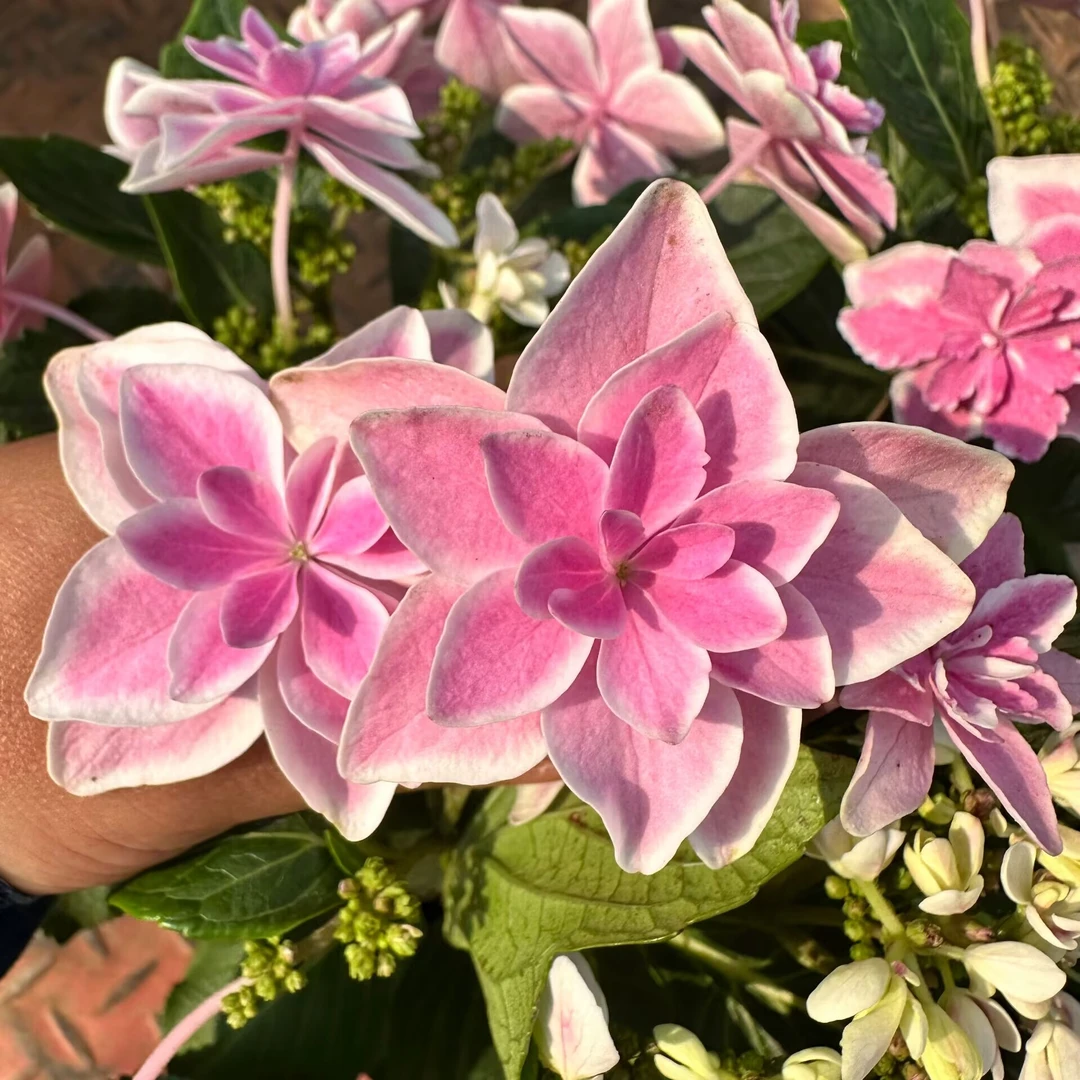 许愿星绣球花盆栽花卉庭院阳台新手易养护喜水植物
