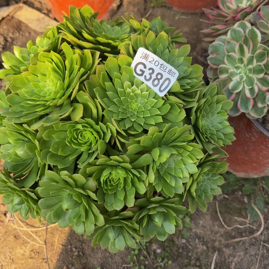 380多肉植物捧花的