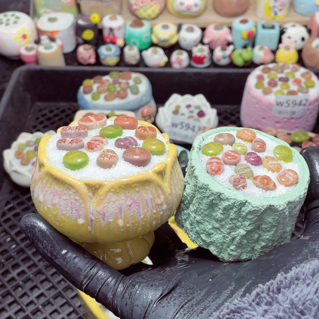 w5950--带盆土发货，零下地区拍保温箱