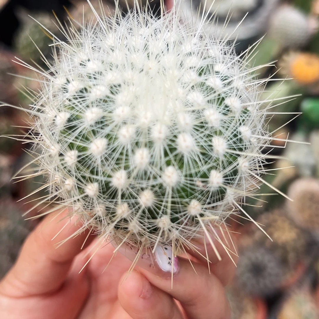 白太丸仙人球66666