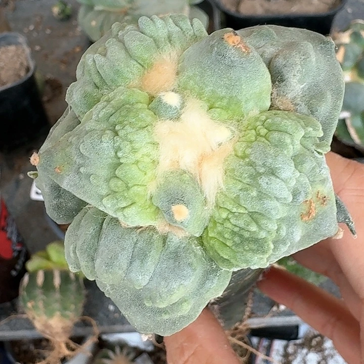 【闪购商品】无花朵栗源怒涛576