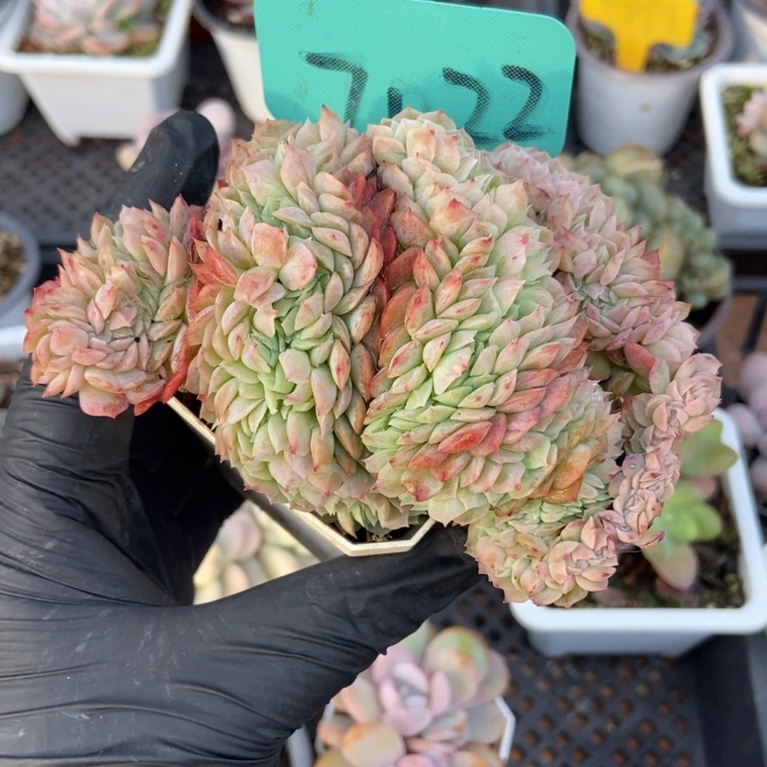 7022贝瑞缀多肉植物多肉