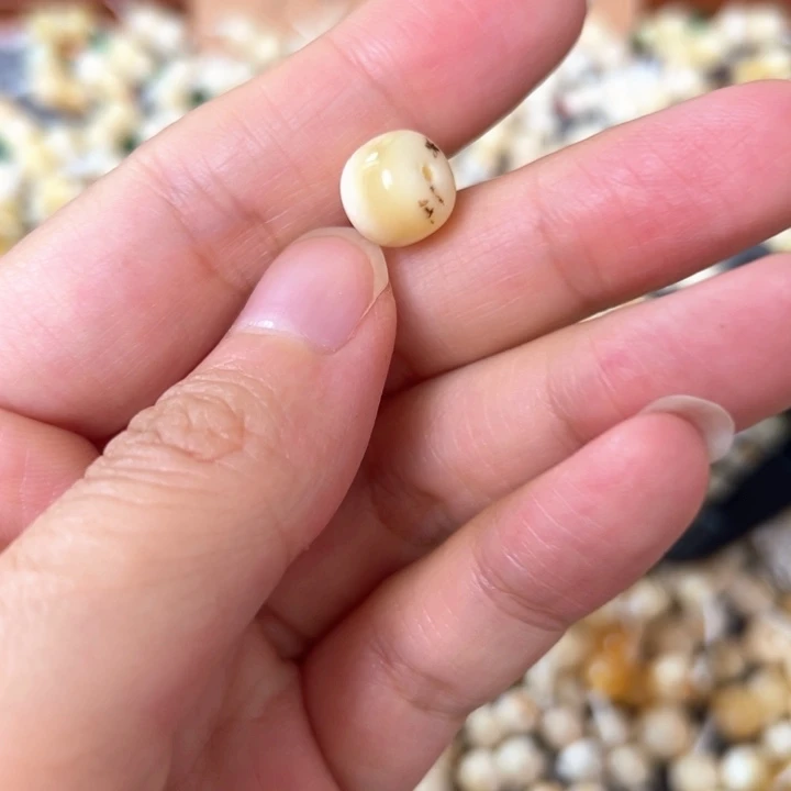 裸石蜜蜡未镶嵌9.5mm一个