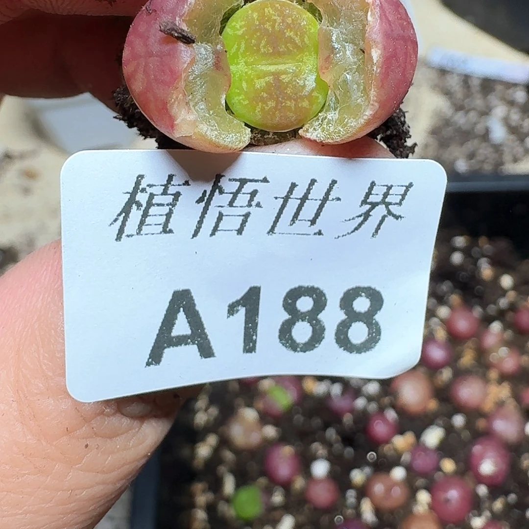 188号多肉植物哇dv