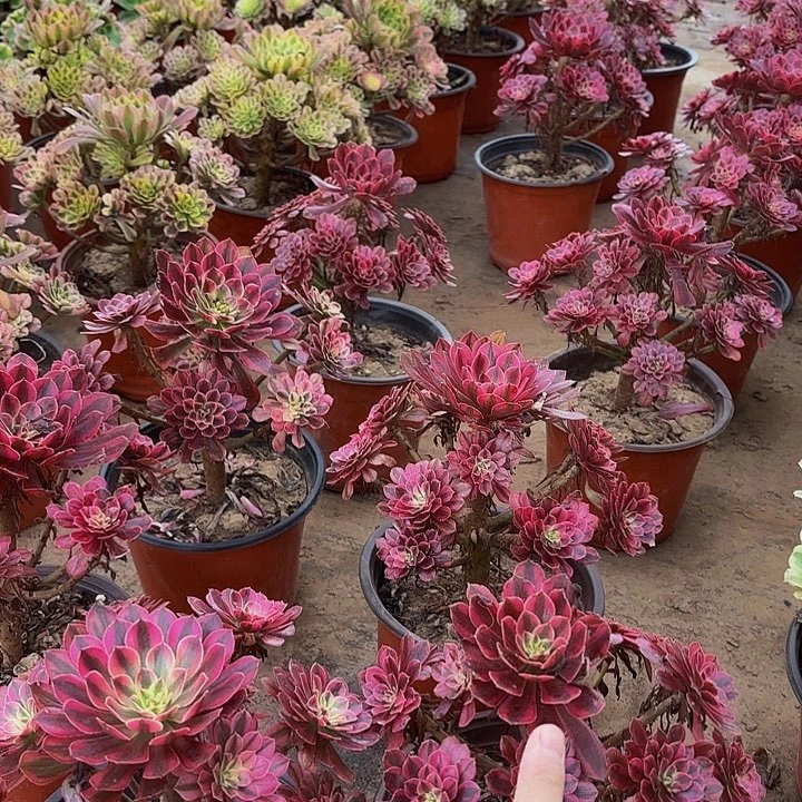 黑铜壶超白手捧花9.9木质
