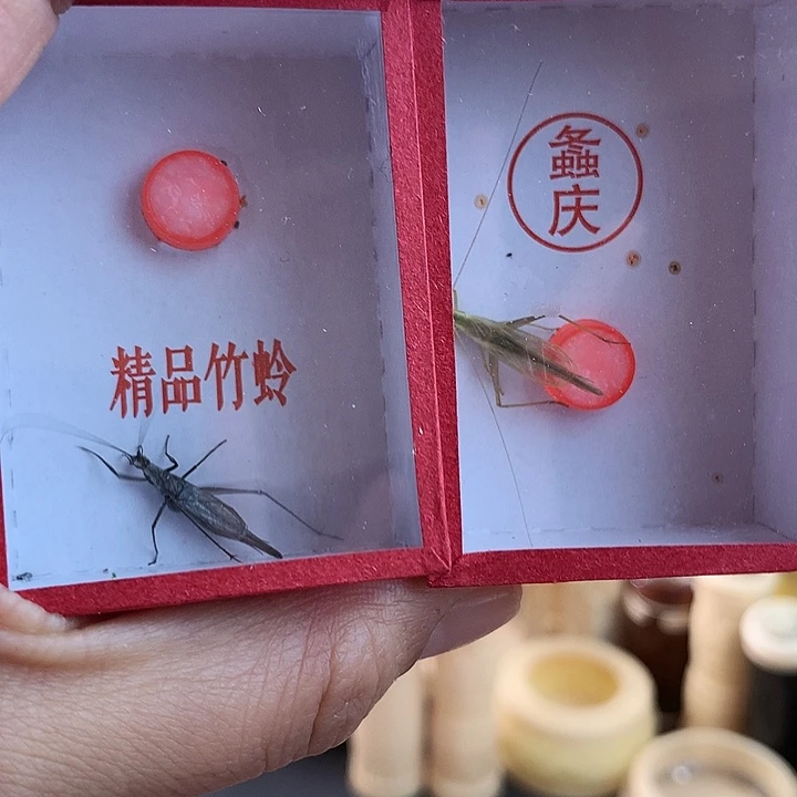 清***柔一只紫竹➕柬埔寨一只