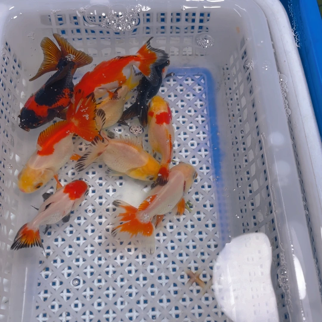 海水鱼花泰狮金鱼25