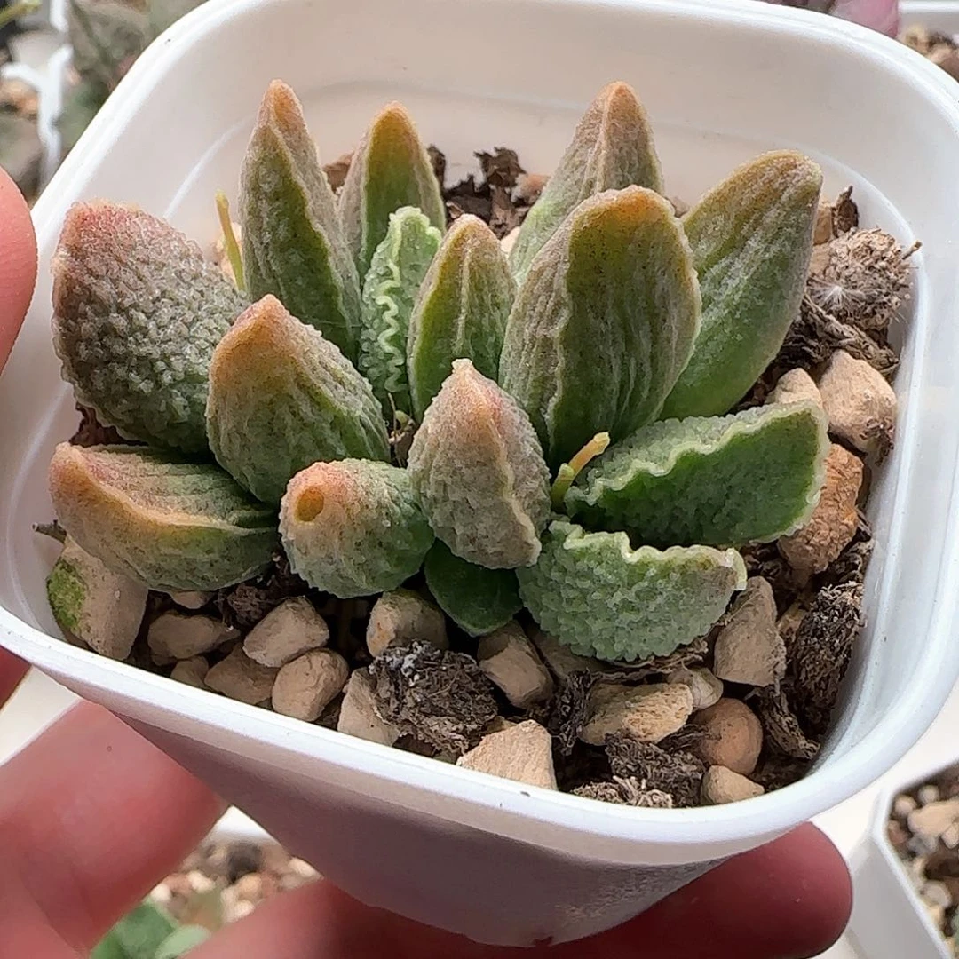 31号园艺水泡多肉植物