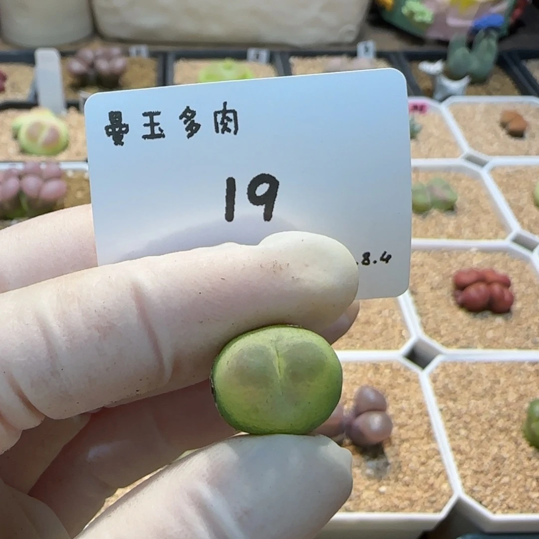 调***球多肉多肉多肉8.4-019拉杂