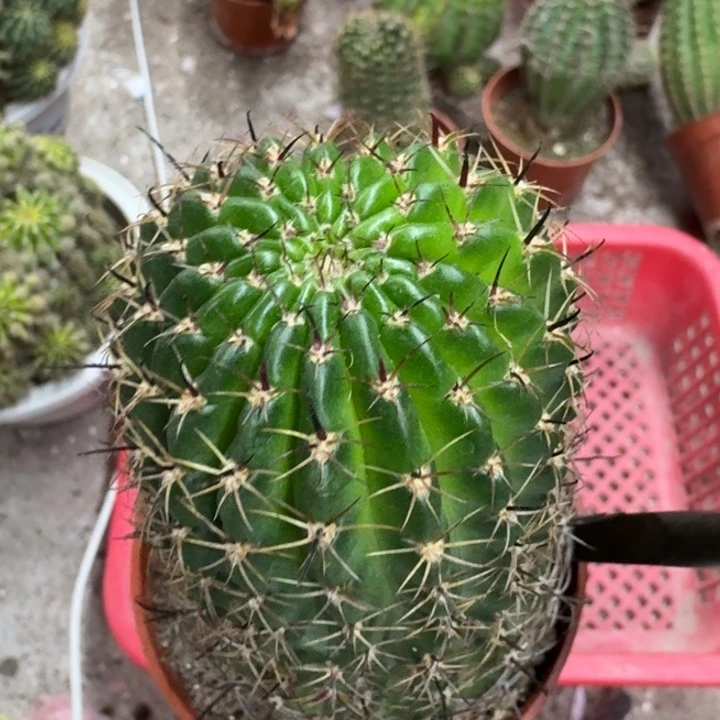 幸***辰丽花哈哈哈哈哈哈哈