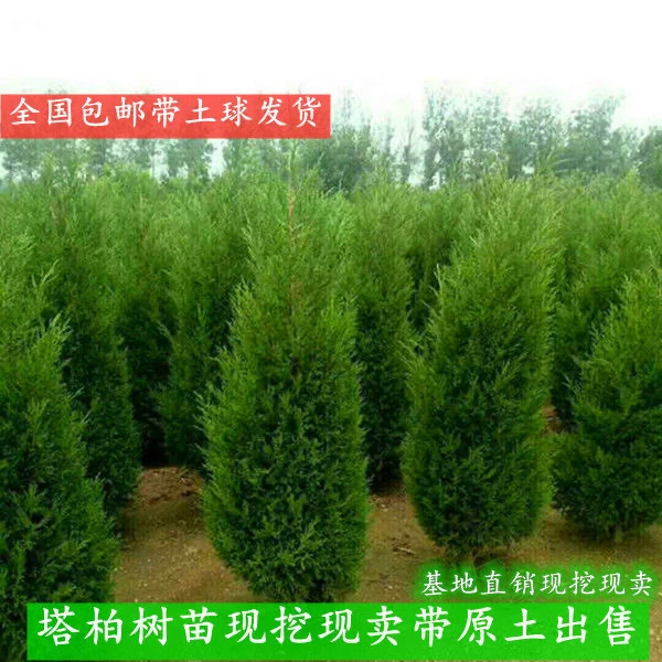 四季常青塔柏树苗蜀桧苗塔松圆柏绿化苗 塔柏盆栽