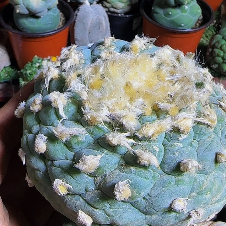 白**隙十三棱739仙人球