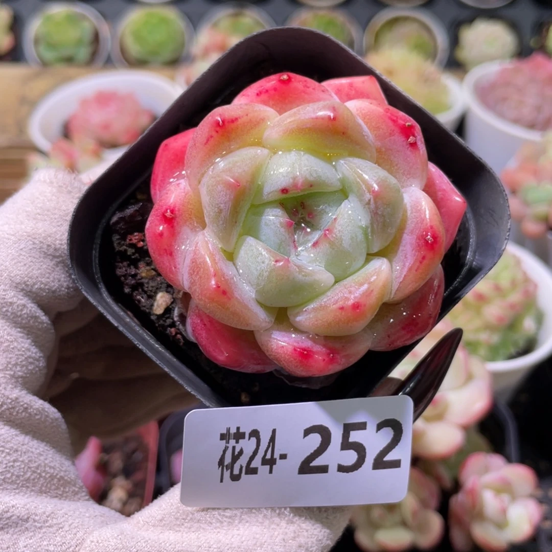 花利美24-252冰糖