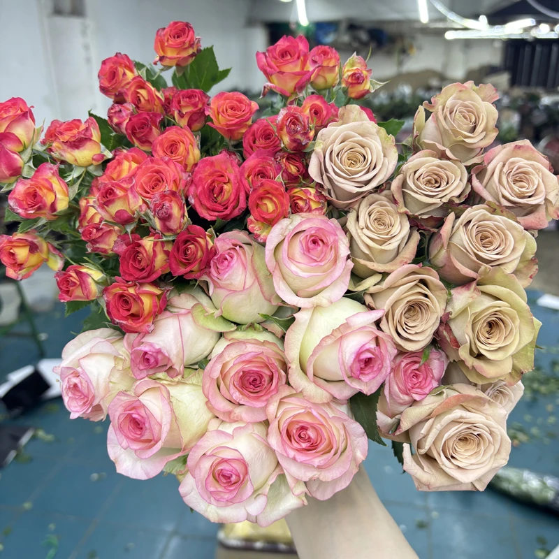 【玫瑰组合】单头玫瑰新鲜鲜花花束云南鲜花基地直发适合客厅装饰