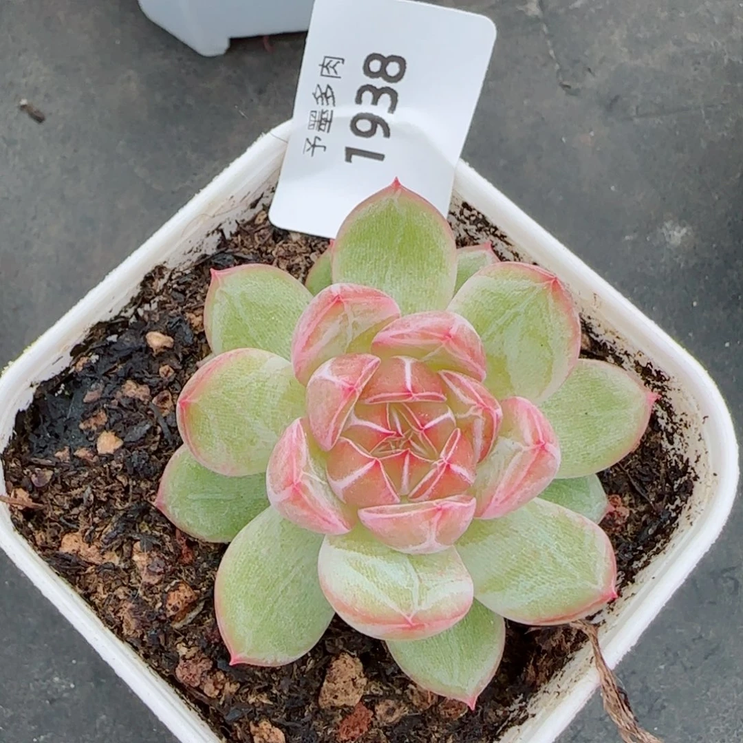雪花珍妮福利，1938多肉植物