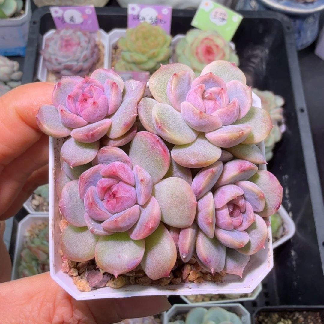 红色恋人散元旦快乐