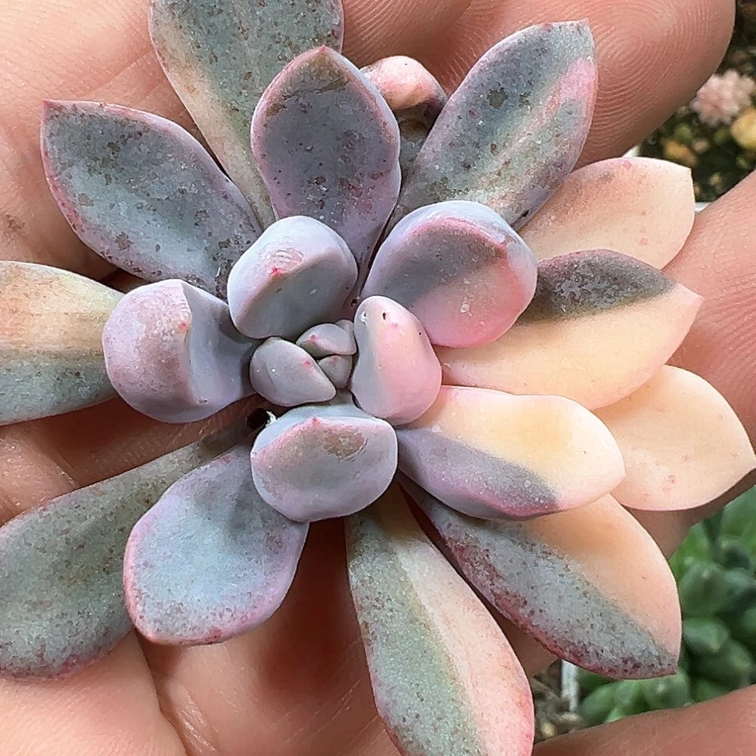 丘比特锦头盖 小方花圃一物一拍