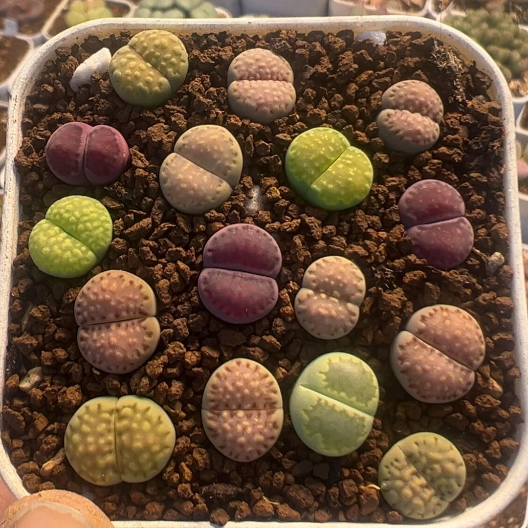 50多肉植物百科植物