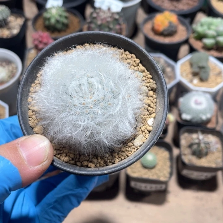 062无刺丽光殿仙人球