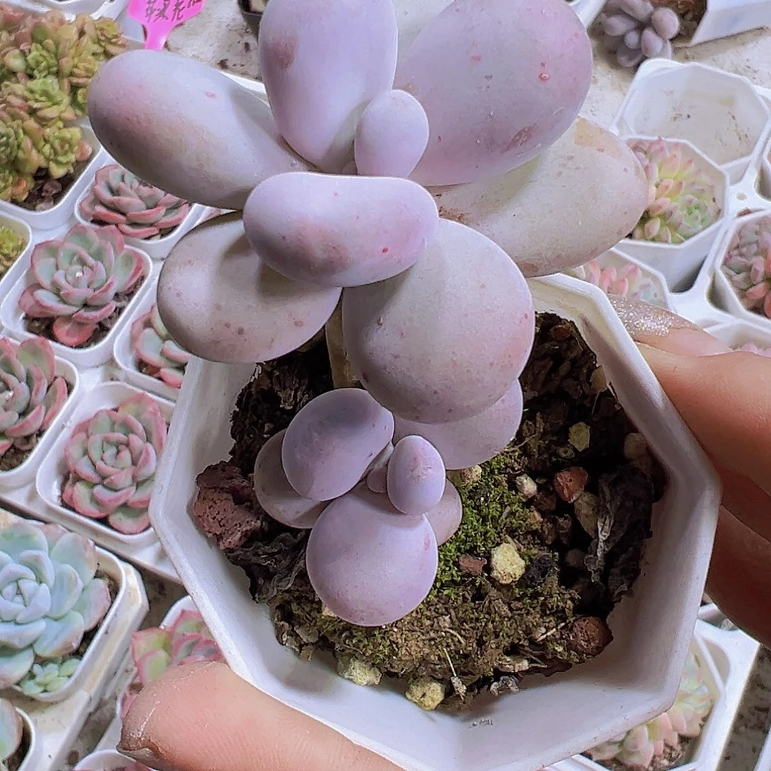 老桩奶酪19包邮多肉