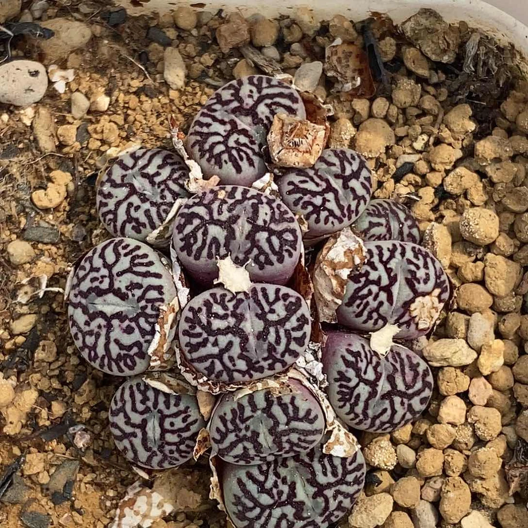 0913-37-下播福利。