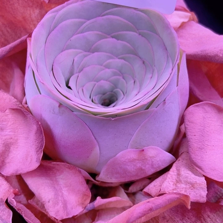 6059山地玫瑰单头