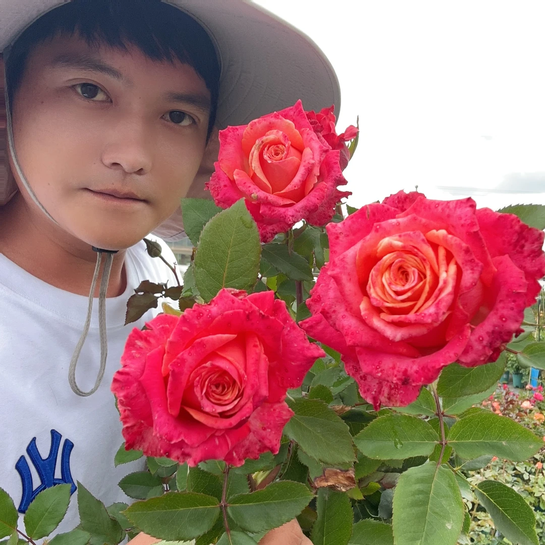 诺言高级复色切花月季四季开花勤花大花花瓣厚实阳台庭院盆栽绿植