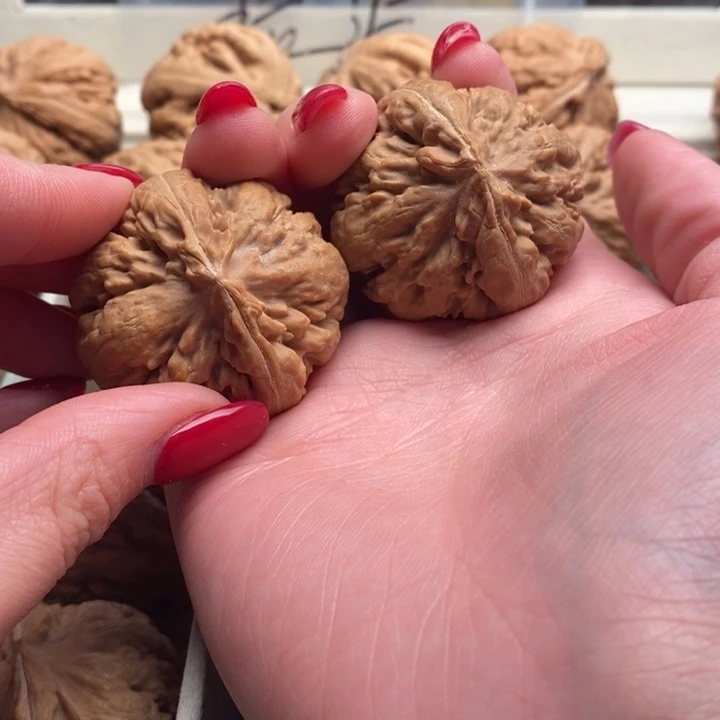 叼***火霸王龙全品无修一刀没动