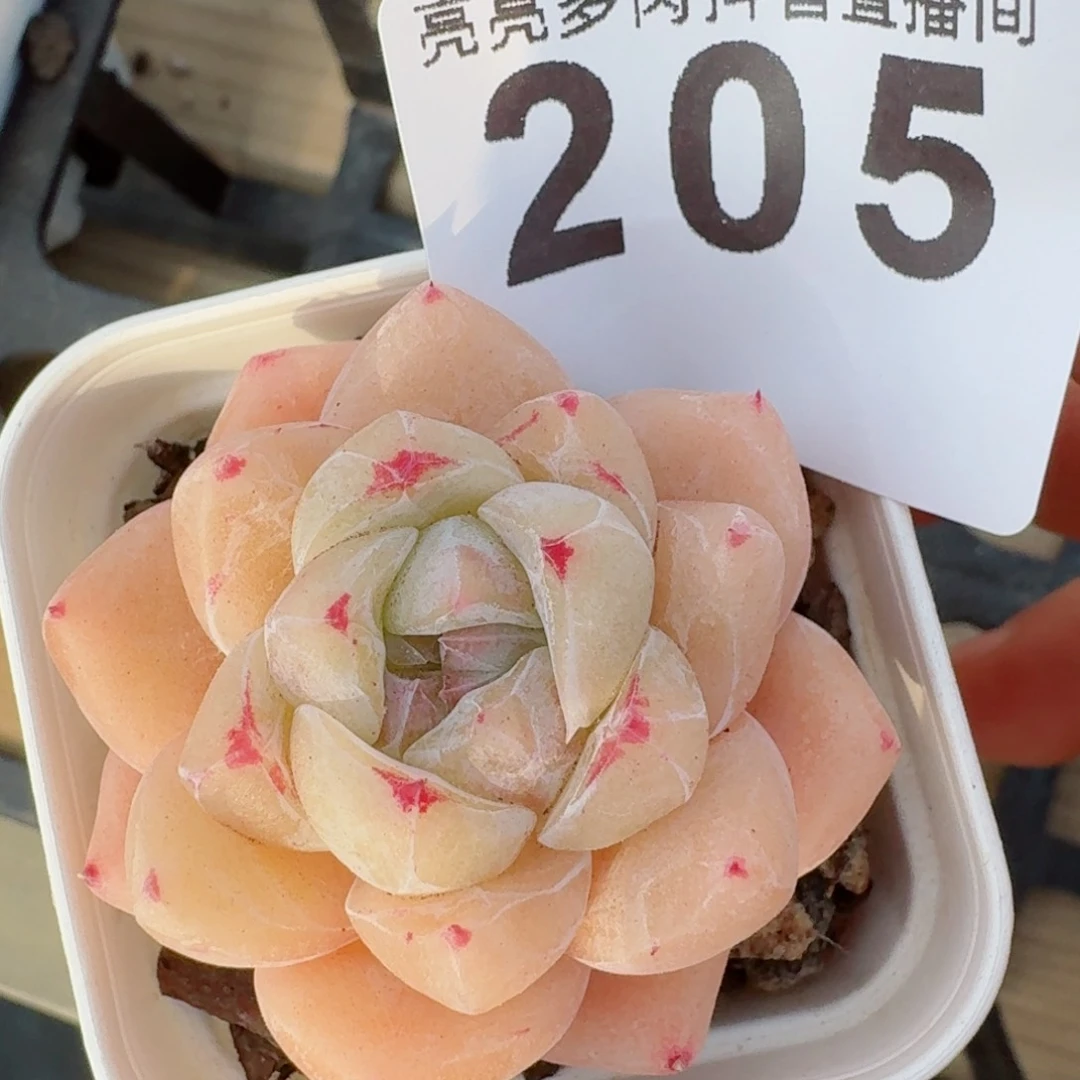 白泽         多肉植物