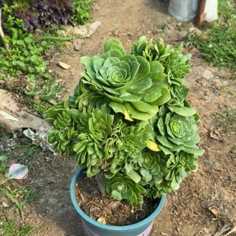 绿羊绒缀多肉植物049