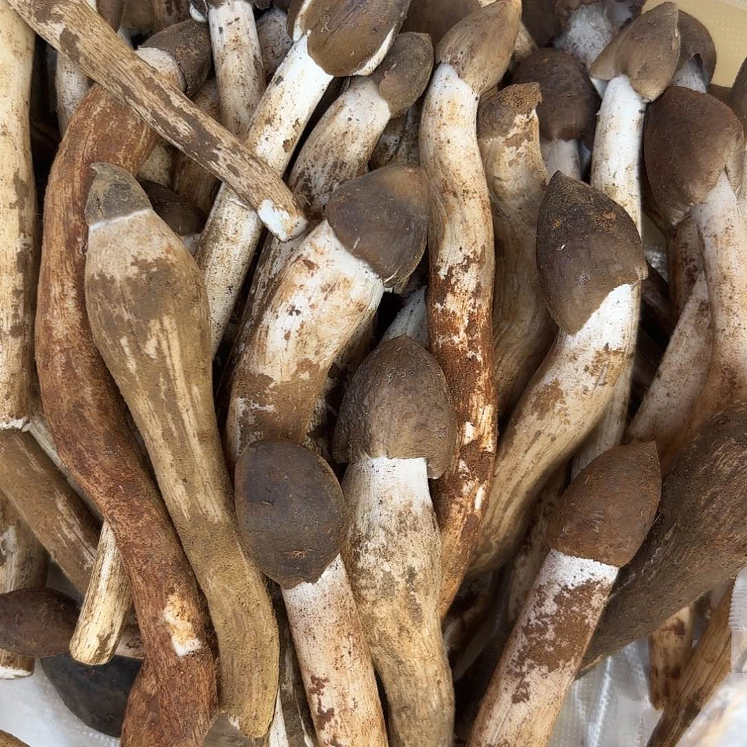 y***姐云南南华野生菌中国大陆