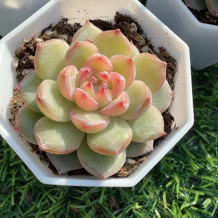 雪花珍妮。
