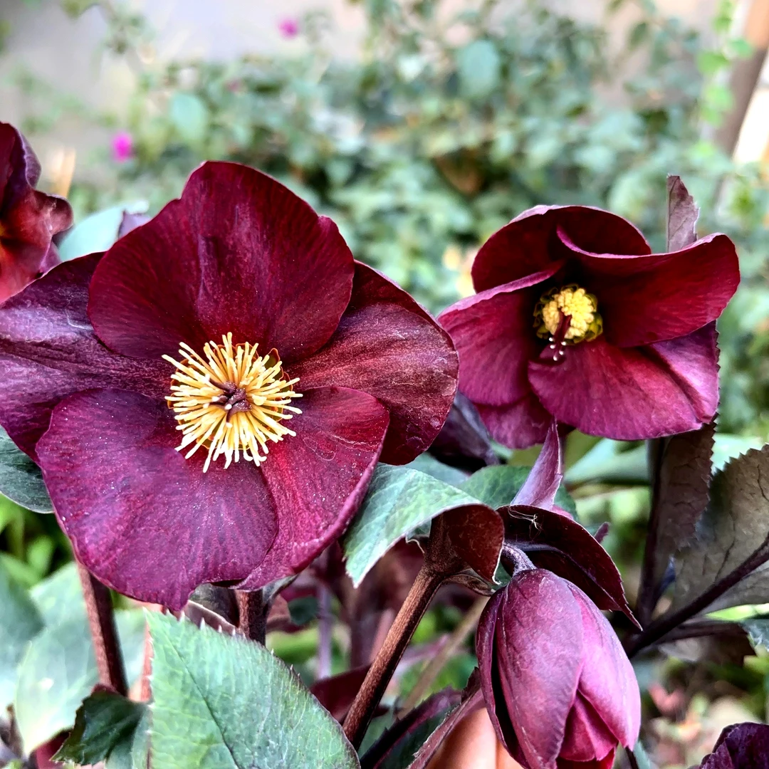 铁筷子露水 (1.5加仑) 玫瑰耐寒耐阴花期长  云南鲜花绿植