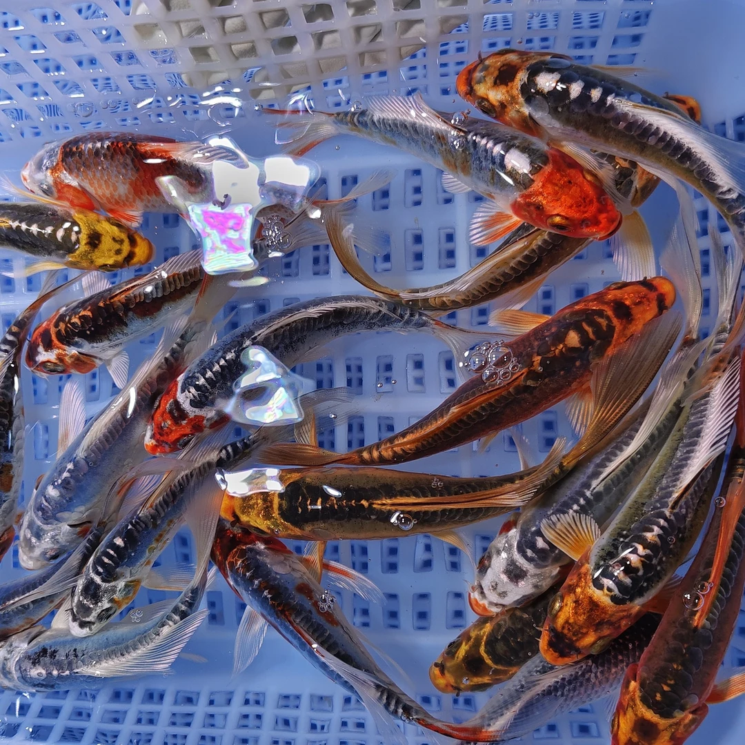 精品德系 7条 锦鲤 包邮包损 花色品种混搭不指定9-11
