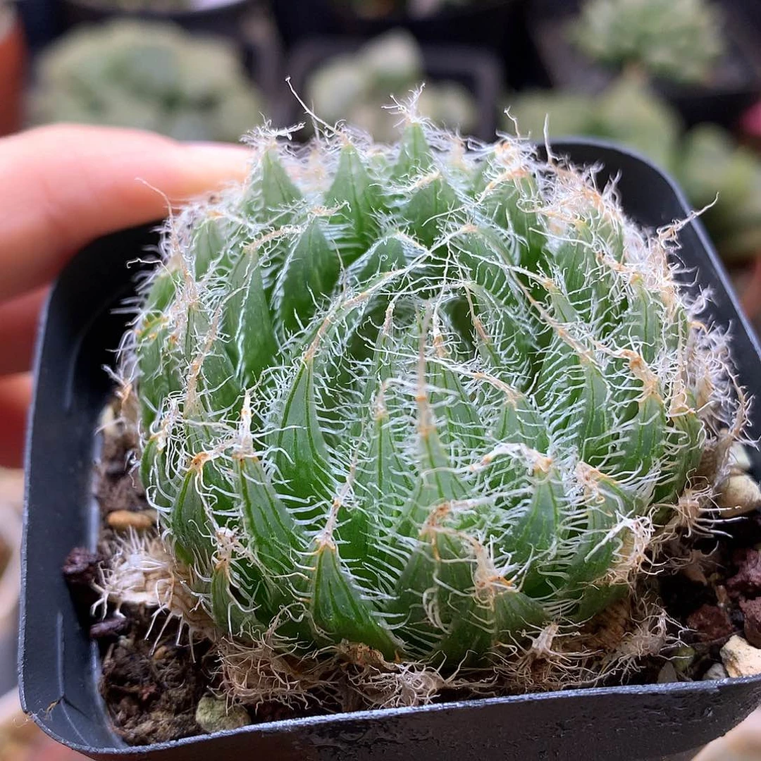 钢丝球玉露带盆土发货