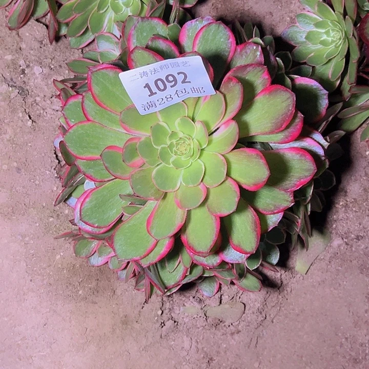 国***?1092粉花妖多肉植物