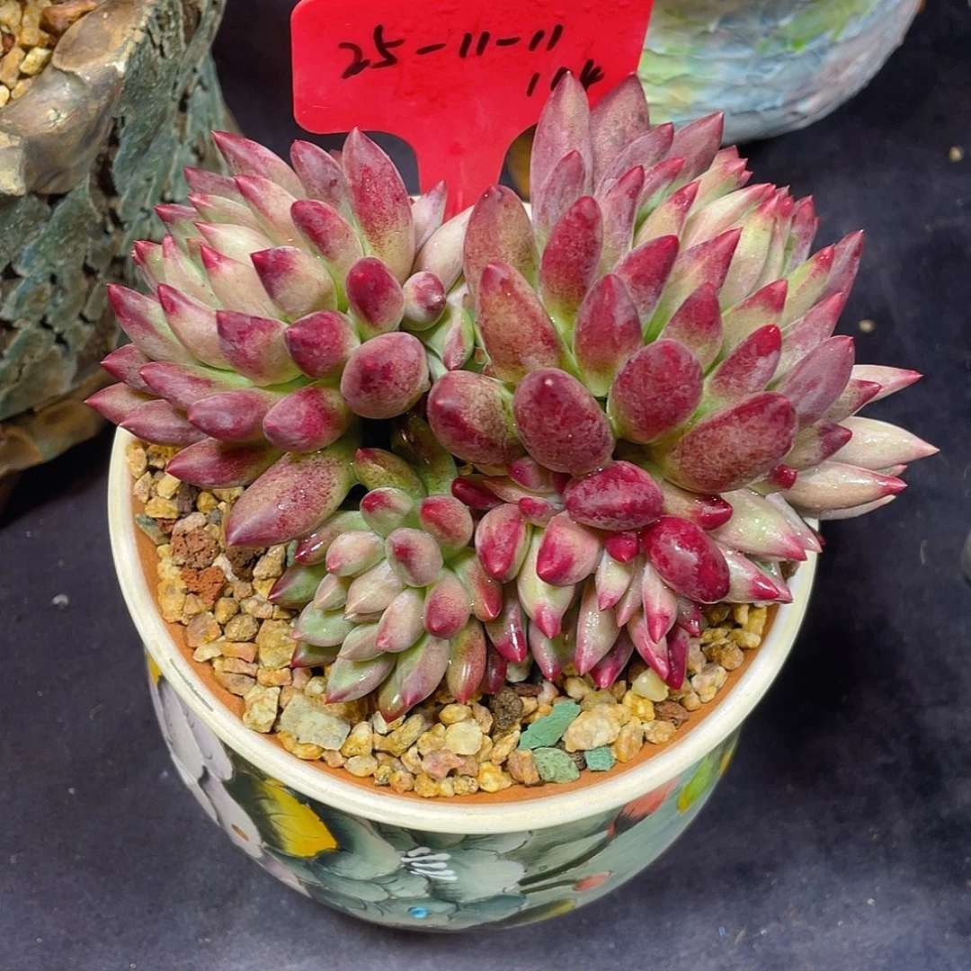 虞美人多肉脱土包邮