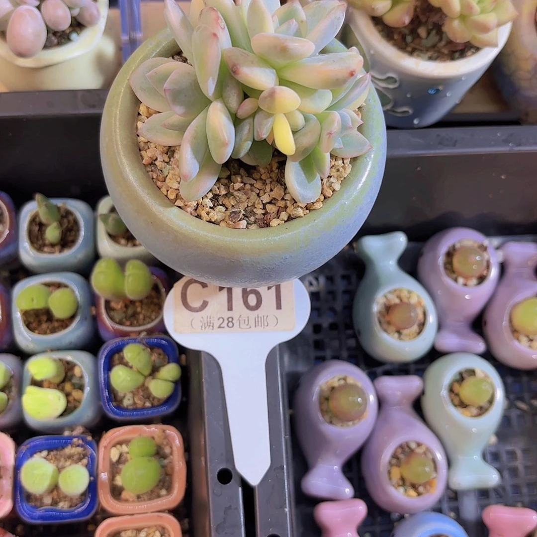 C161橙子锦一物一拍