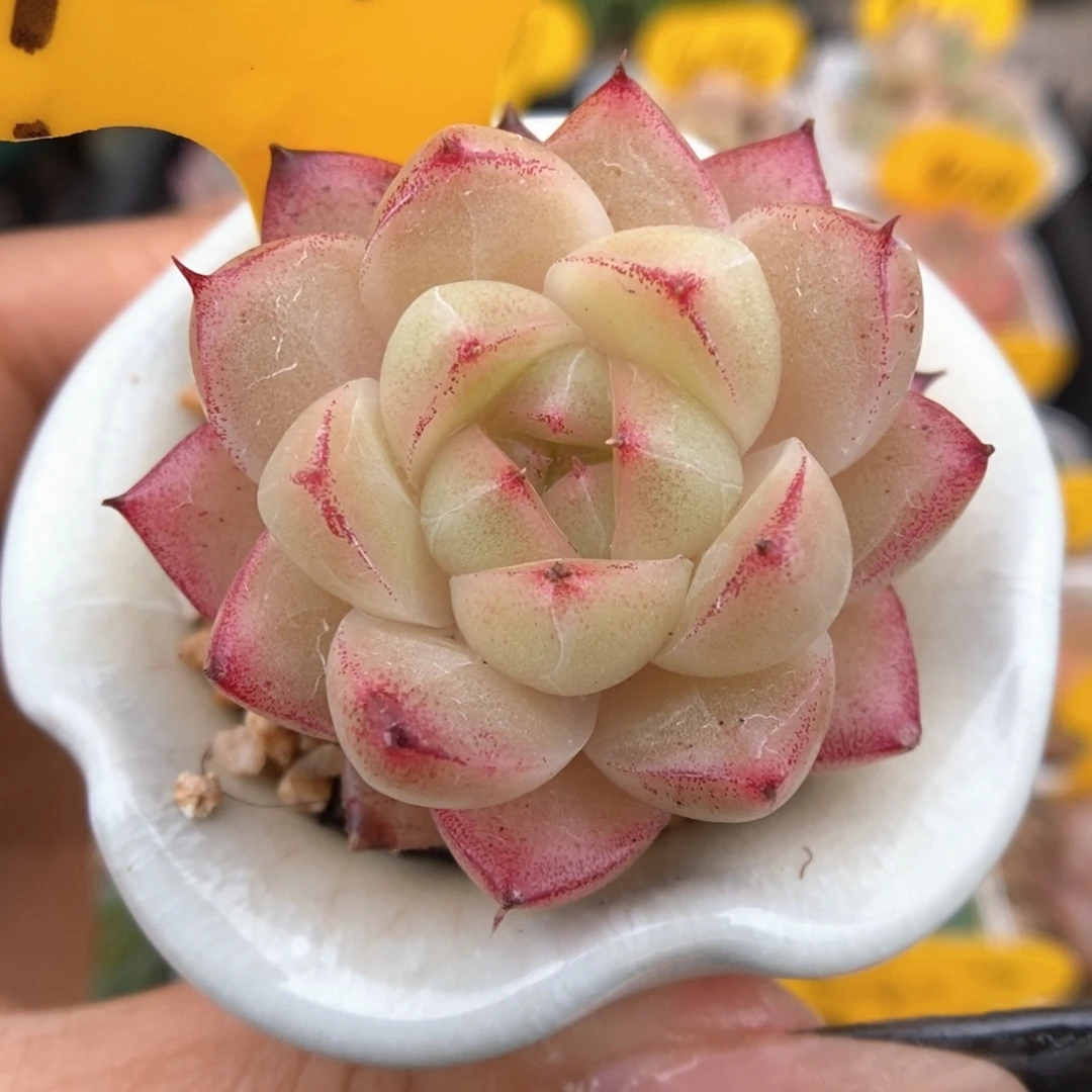 边线麦秆可拍939号。