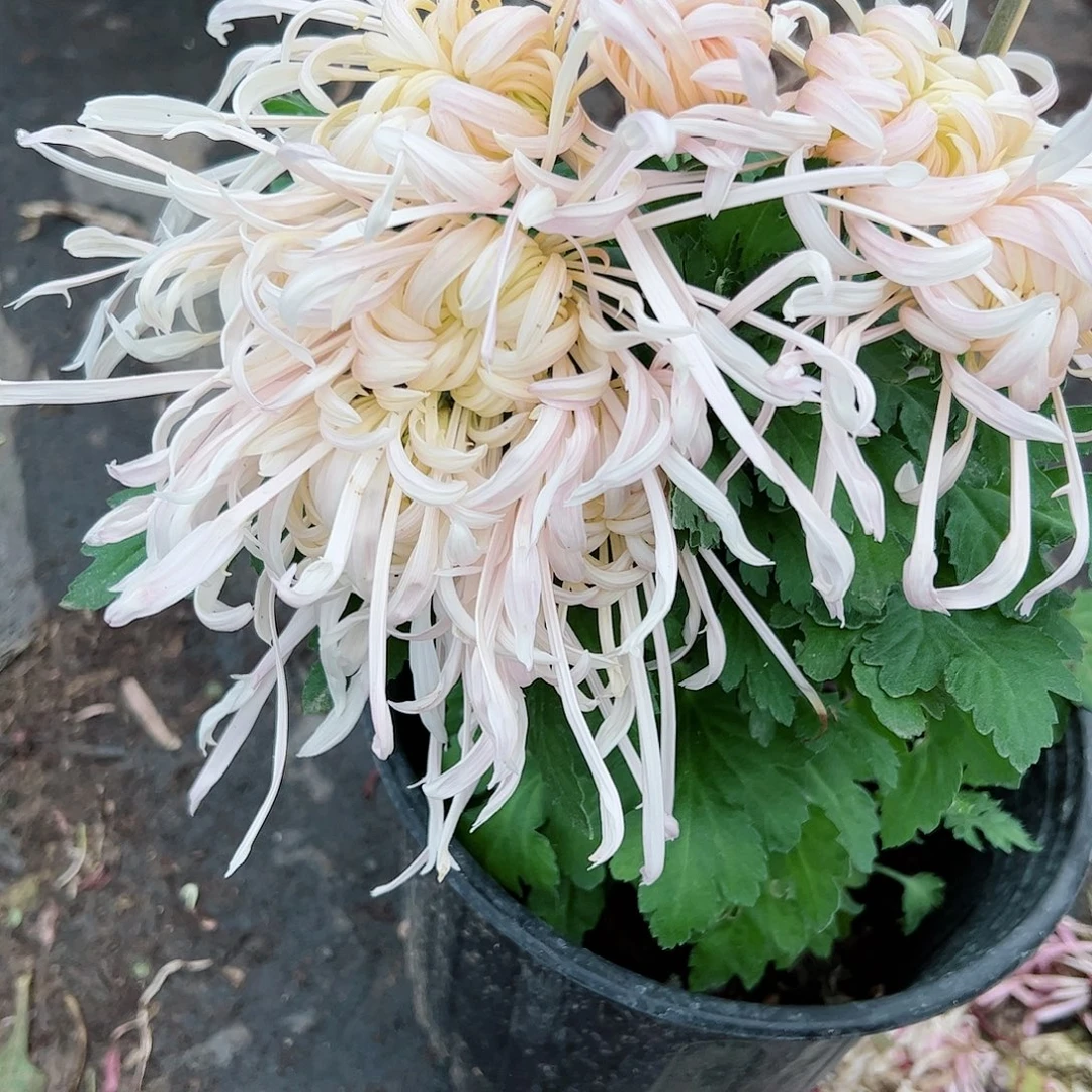 完全开放蜀国夫人土球发