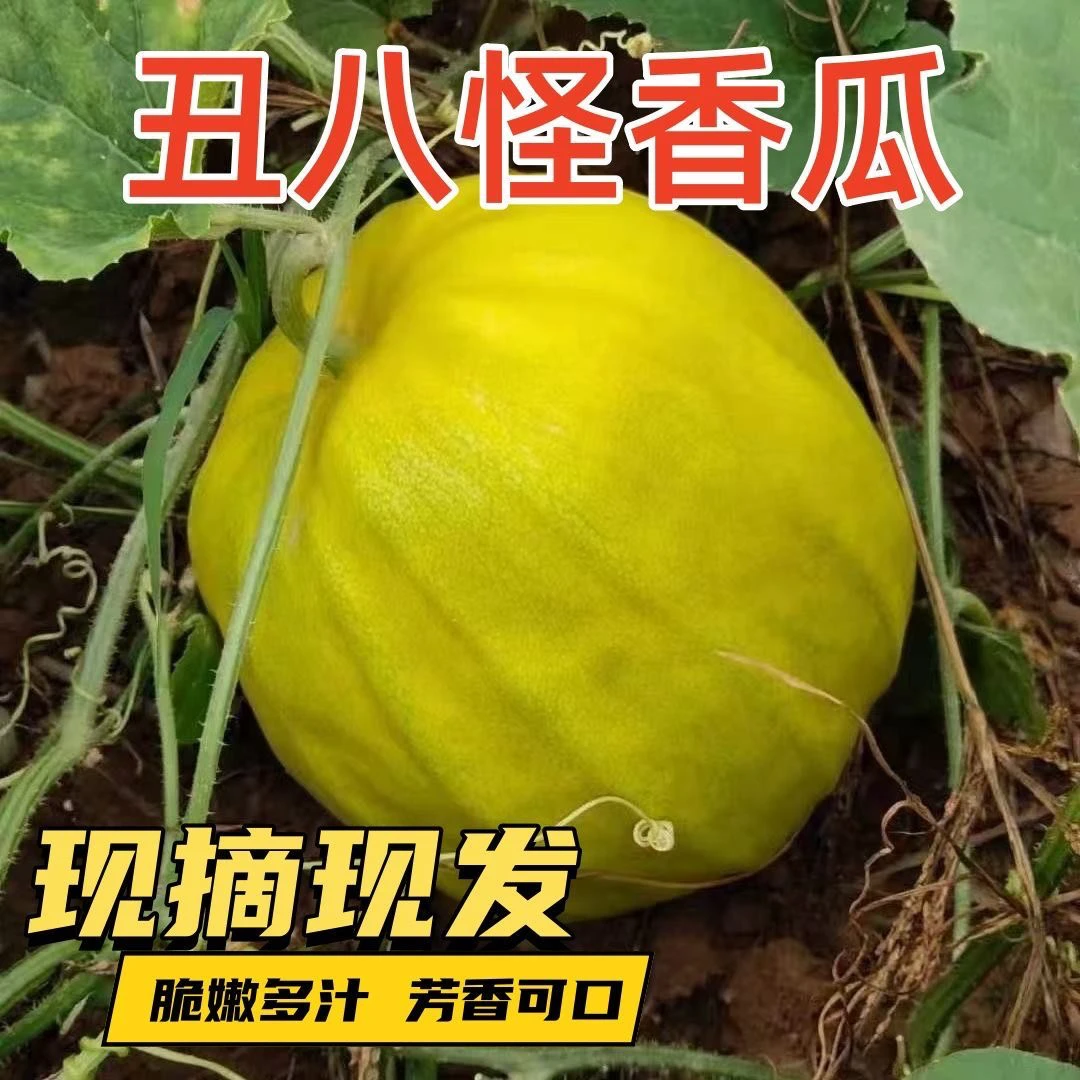 【新鲜直达】湖南湘西麻阳丑瓜香甜自种现摘现发维c水果