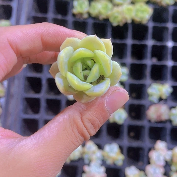 精品绿宝宝多肉植物